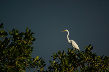  Great egret (Ardea alba) perched on a tree branch