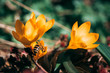 Honigbiene im botanischen Garten Augsburg