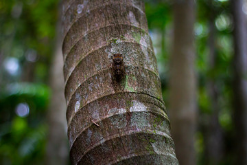Cicada resting on tree in rainforest