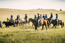 Group Of Cowboys Rounding Up Cows For A Branding. Cody, Wyoming, USA