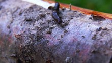 Close Up Of Black Slug (Arion Ater), Also Known As Black Arion, European Black Slug, Or Large Black Slug, Sitting On A Fench In The Garden