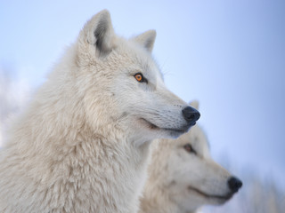  two portrait of a polar wolf on a blue background.