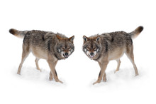  Two Gray Wolf With A Grin Is Isolated On A White Background.
