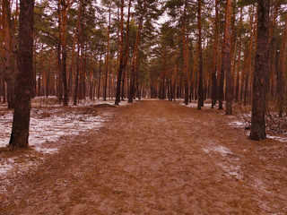 Wall Mural - Wide road in a pine forest. nature in winter.