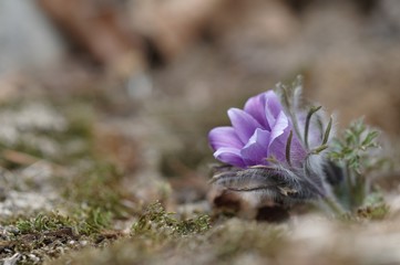 korea wild plants flower macro photograph