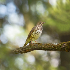 The song thrush (Turdus philomelos) is a thrush that breeds across much of Eurasia. 