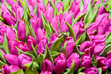 Fototapeta Tulipany - Close-up shot of pink tulips with green leaves. Background for the holiday. Nature and flowers.