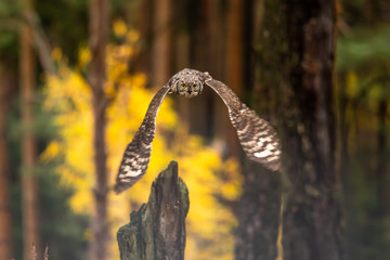 Wall Mural - the eurasian eagle-owl flying in the forest in the mountains low tatra