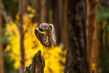 Wall Mural - the eurasian eagle-owl flying in the forest in the mountains low tatra