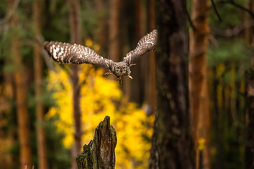 Wall Mural - the eurasian eagle-owl flying in the forest in the mountains low tatra