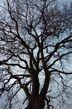 Branches And Twigs, Leafless Tree Top Against The Blue Sky, Vertical
