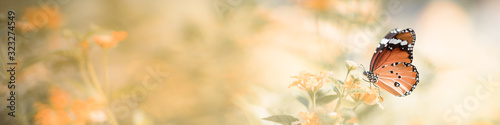 Fotografía Beautiful nature view of butterfly on blurred background in garden with copy space using as background natural animal landscape, fresh cover page, butterflies day concept