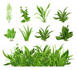 Green realistic spring grass. Fresh plants, garden seasonal growth grass, botanical greens, herbs and leaves vector isolated icons set. Natural lawn meadow bushes, floral vegetation border