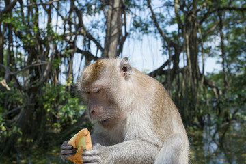 Portrait of macaque monkey in thailand