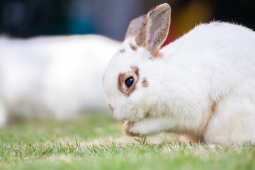 New born rabbit or cute bunny on green grass.