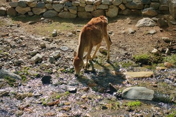 Wall Mural - Indian cow calf is drinking out of the clean river