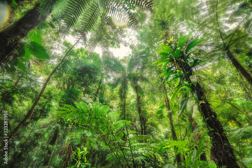 Fototapeta dżungla  tropikalna-roslinnosc-w-dzungli-basse-terre-na-gwadelupie