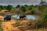 Fototapeta  - Elephant walking past a Safari Jeep in Udewalawe national park