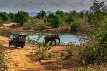 elephant walking past a safari jeep in udewalawe national park