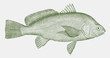 Freshwater drum aplodinotus grunniens, a fish endemic to america in side view