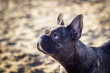Fototapeta Desenie - Portrait French bulldog at the lake!