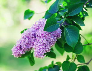 Branch with spring lilac flowers and green leaves. Selective focus.