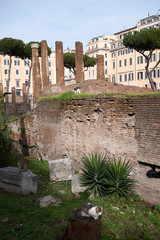 Wall Mural - Rome, Italy - February 03, 2020 : View of the sacred area of Largo Argentina