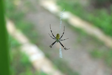 Wall Mural - spider on web