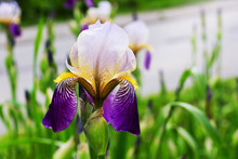 Iris With Pink And Purple Petals In The Park Near The Alley_