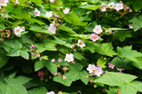 Shrub of rubus odoratus or purple-flowered raspberry green leaves with pink flowers