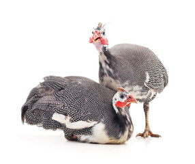 Poster - Two young guinea fowl.