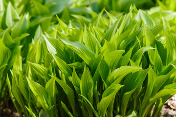 Hosta in its infancy. Hosta is a genus of plants commonly known as hostas. Hostas are widely cultivated as shade-tolerant foliage plants.