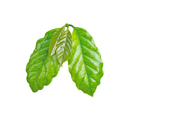 Wall Mural - Fresh green coffee leaves isolated on white background with clipping path.