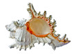 close up of seashell isolated on white