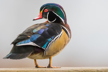 A Drake Wood Duck Peers At The Photographer With Suspicion