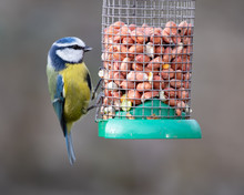 Blue Tit (Cyanistes Caeruleus) On A Bird Feeder