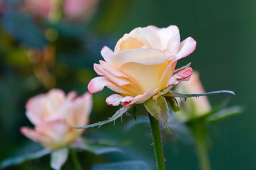 Beautiful roses close up in the garden on a natural background