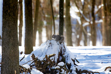 Wall Mural - Squirrel. Eastern gray squirrel in  winter, natural scene from Wisconsin state park.