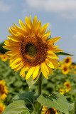 Fototapeta  - Sunflower natural background. Sunflower blooming.  F