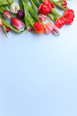 Poster - Spring vibes. Border made of tulips on blue background. Seasonal background, Women, Mother's day composition. Flat lay, copy space