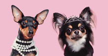 Two Little Dogs Wearing Jewellery Head Shot