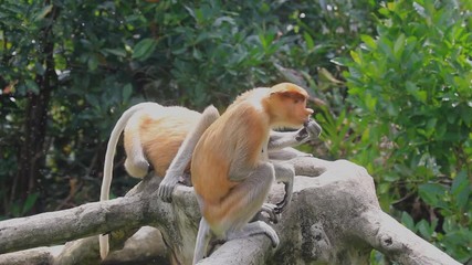 Wall Mural - Proboscis monkey scratches it's chin