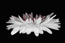 Side View Of White And Pink Gerbera Daisy On Black Background