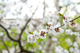Fototapeta  - Blossoming cherry trees in spring. Sakura branches with sunlight. Nature background	