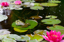 Green Frog Floating On A Water Lily Pad Leaf In A Pond With Pink Flowers