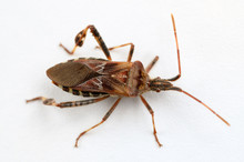 Top View Of A Leaf Footed Bug On A White Background
