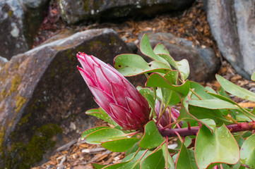 Poster - Protea Cynaroides or Giant Protea flowerbud on a branch in the garden