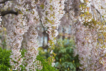 Canvas Print - White pink cherry flowers floral background, texture