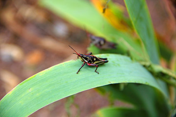 Canvas Print - grasshopper