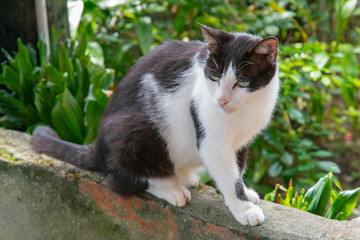  Black and White slim cat sitting on the wall